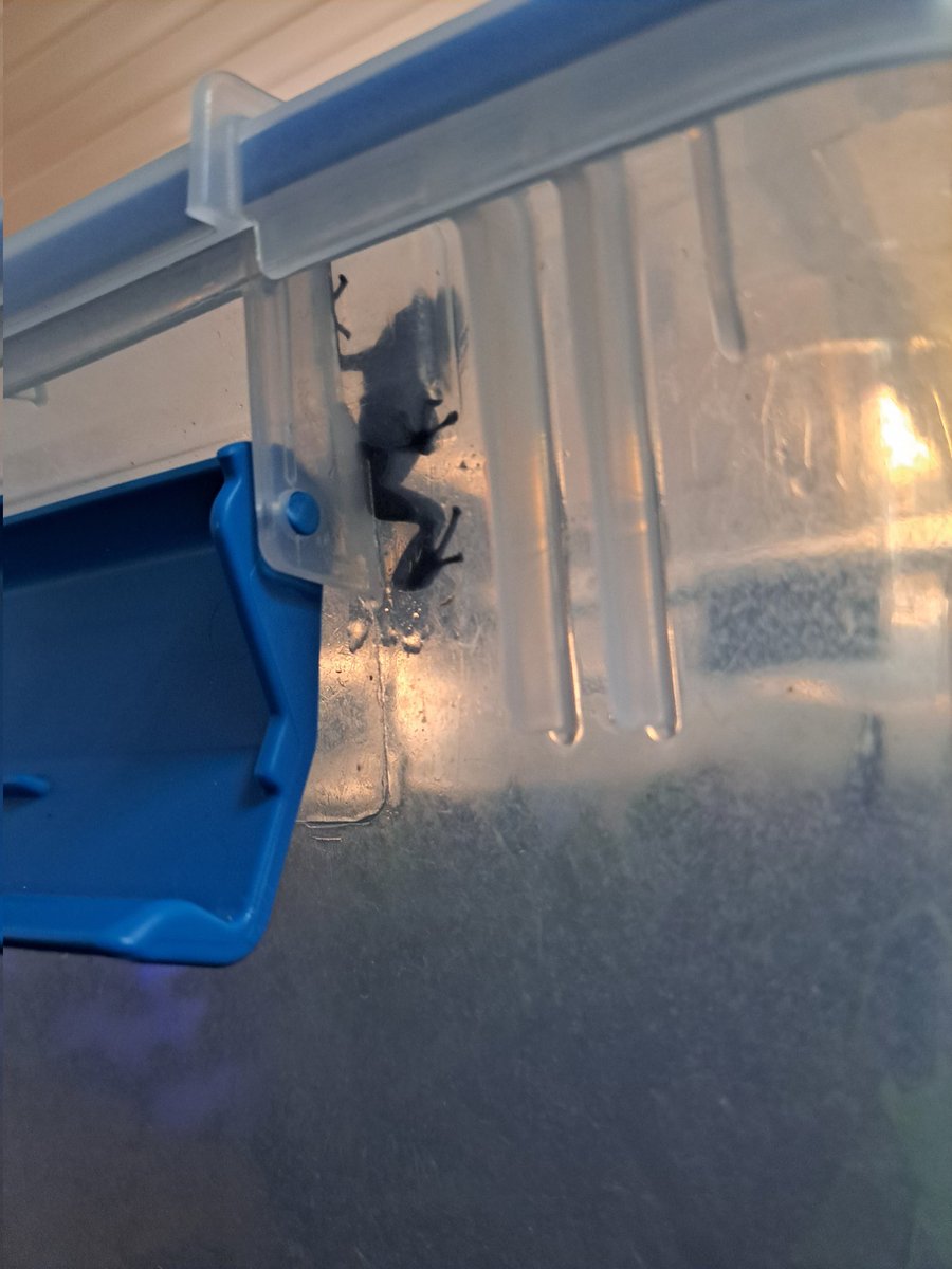 spaethon's tweet image. Poison Dart Frogs hanging out, enjoying the midday. #ExoticPet