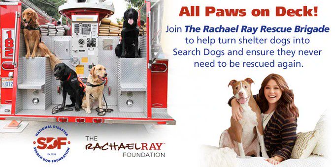 Hollywood Dogs tweet media