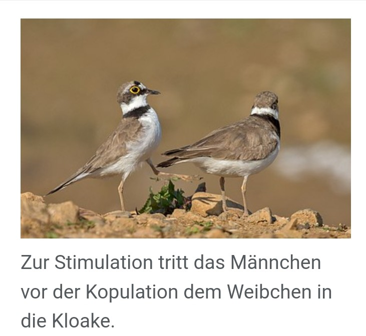Lustlorden's tweet photo. #Datingtipps aus der Natur https://t.co/stg0l94MCv