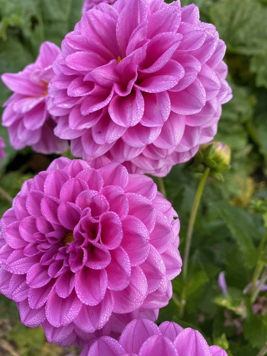 A cool morning added a bit of extra sparkle to the dahlias #DailyDahlia 

#gardening #GardeningX #GardeningTwitter #Flowers #FridayPink