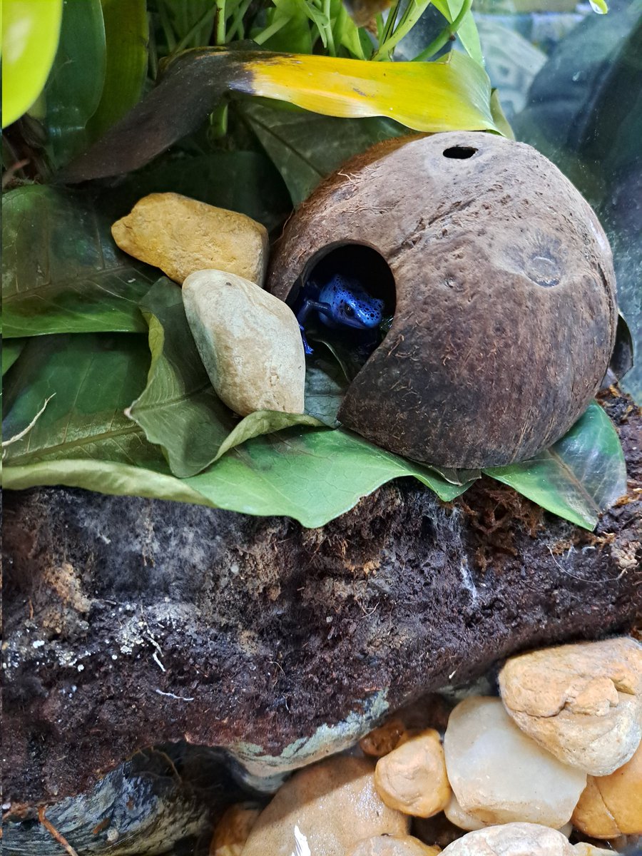 spaethon's tweet image. Poison Dart Frogs hanging out, enjoying the midday. #ExoticPet