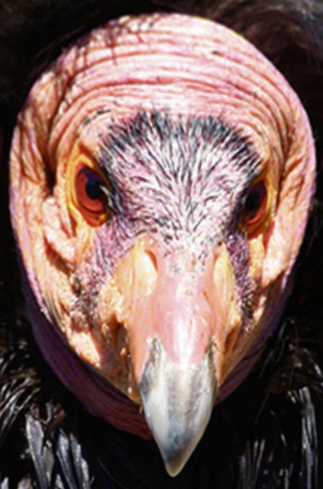 Dopplegangers: The Mono tribe of the Sierra Nevada believed the California Condor seized humans, cut off their heads &amp; drained their blood to flood Ground Squirrel’s home. Condor derives from the Quechua word kuntur, the first syllable of which seems particularly apt.