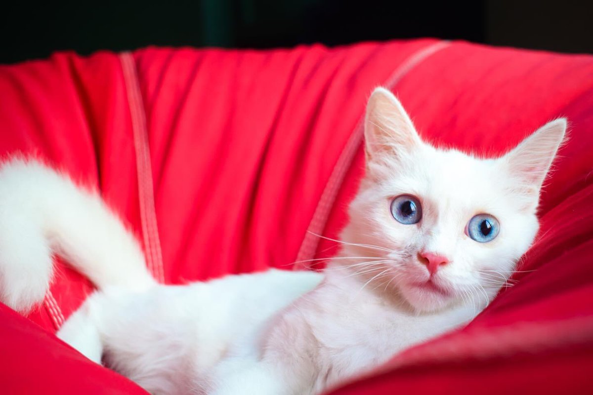 LahoreCatLady's tweet photo. Adoption, with fees: Amy, a two-month-old female Persian, loves playing with ties and mouse toys. If you can give her a loving home, contact The Lahore Cat Lady. https://t.co/qZ8soPgVjb