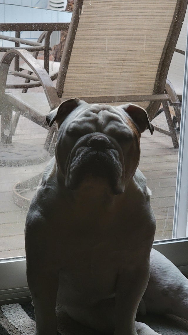 Bulldogs Lover tweet media
