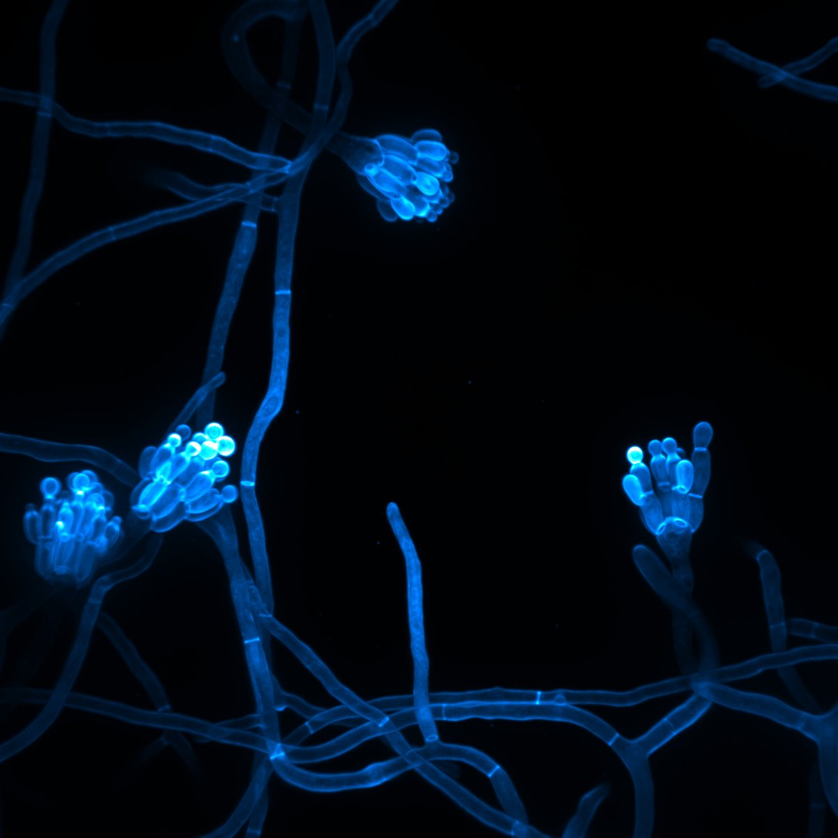 #FluorescenceFriday - fruiting bodies of the filamentous fungus Aspergillus nidulans (cell wall stain; Calcofluor white)