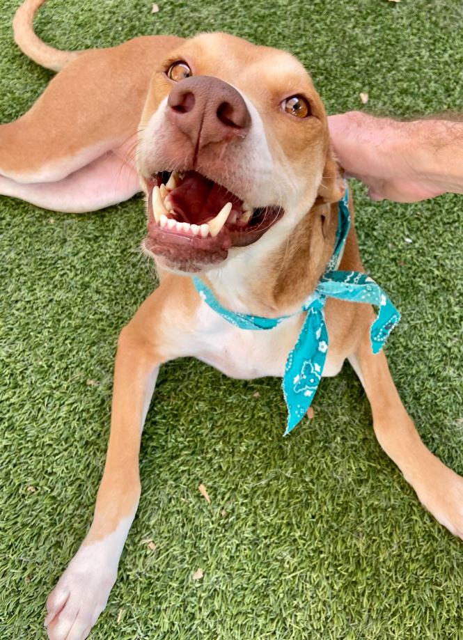 Parks Paws Pet of the Week! 🐾 Meet Monica🐾
She is a Female hound mix, about 3 yrs old. She is already spayed, microchipped and vaccinated.
This affectionate lady is ready to meet her new family. For info on this girl visit:spr.ly/6015PUJjZ