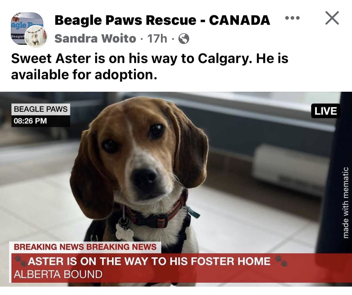 Eddie the #YEG FosterBeagle tweet media