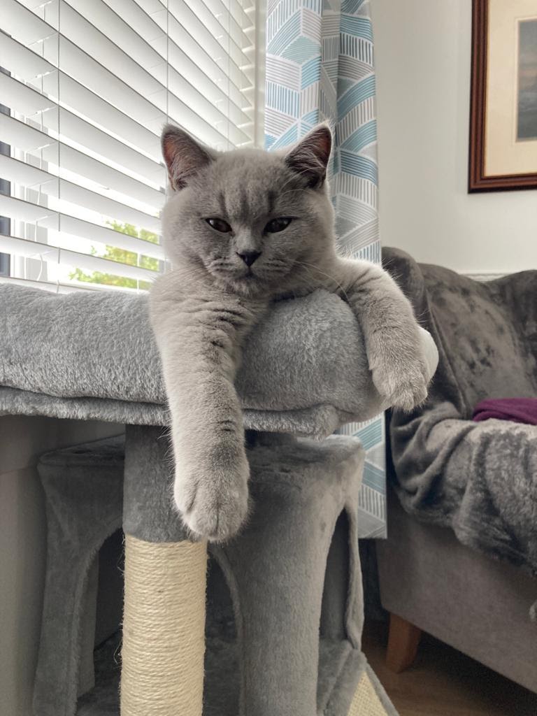 Two years ago today I came to my forever home. It's been great. I've got lots of nice beds, good food and servants. They're still in training but they'll get there eventually 🐈‍⬛ #gotchaday