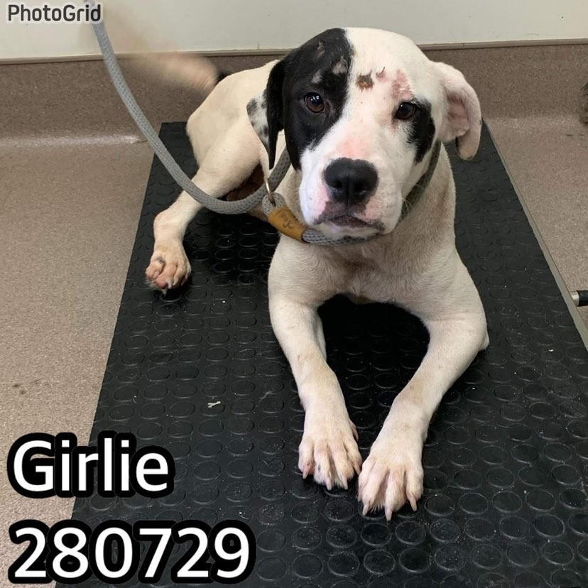 NEHSRescue's tweet photo. 🆘🚨 Four Dogs and 48 Hours! Can you help? 🚨🆘

🏩 We have four dogs arriving Saturday evening to The Hotel and we are CLOSED. We are in desperate need of four fosters as boarding will be closed (7:45 ETA). These dogs have nowhere to go. https://t.co/BCVBu25NyC