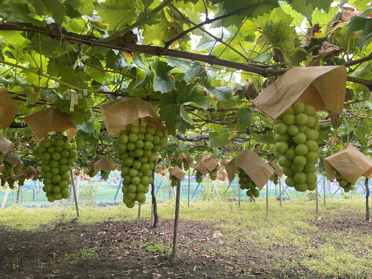 yasai_md's tweet photo. 今日は山梨の丸山フルーツ農園に🧑‍🌾
作付けを増やし量販品の3倍はある1キロ級のものが、なんと1トン以上出荷できるようで🤣もし通販3000円台で送料込みで用意します！！と言ったら買いたい方、ぜひRTで教えてください🍇
(味もびっくりするくらい甘かった…)
#特大すぎるシャインマスカット https://t.co/TCmVKU9MSq