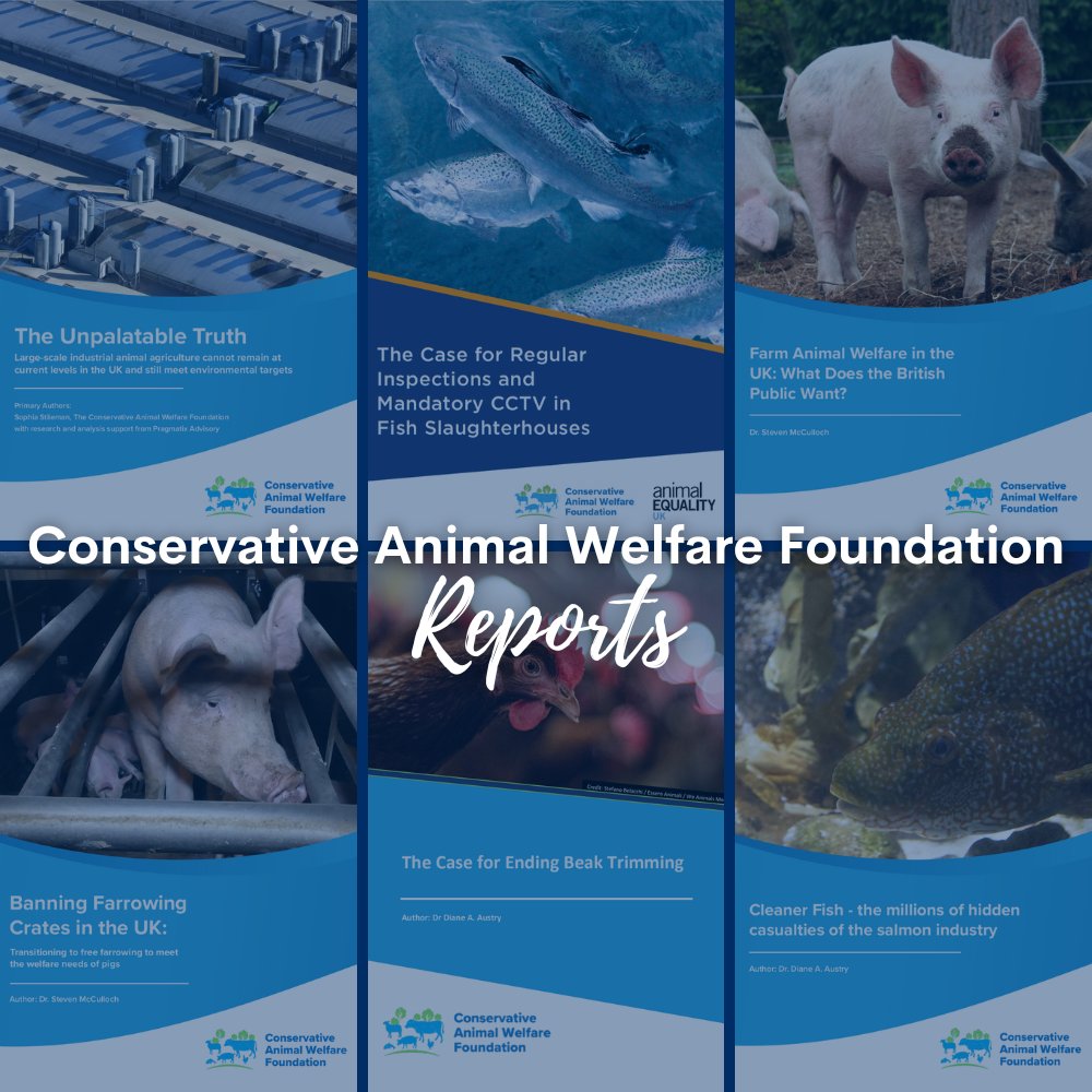 From ending the use of farrowing crates for sows and cages for laying hens, to spotlighting the suffering of farmed fish, our reports advocate for improving the lives of farmed animals across the UK🐄🐖🐑🐔🐟 Read all of our reports here: tinyurl.com/5x8t8eh3