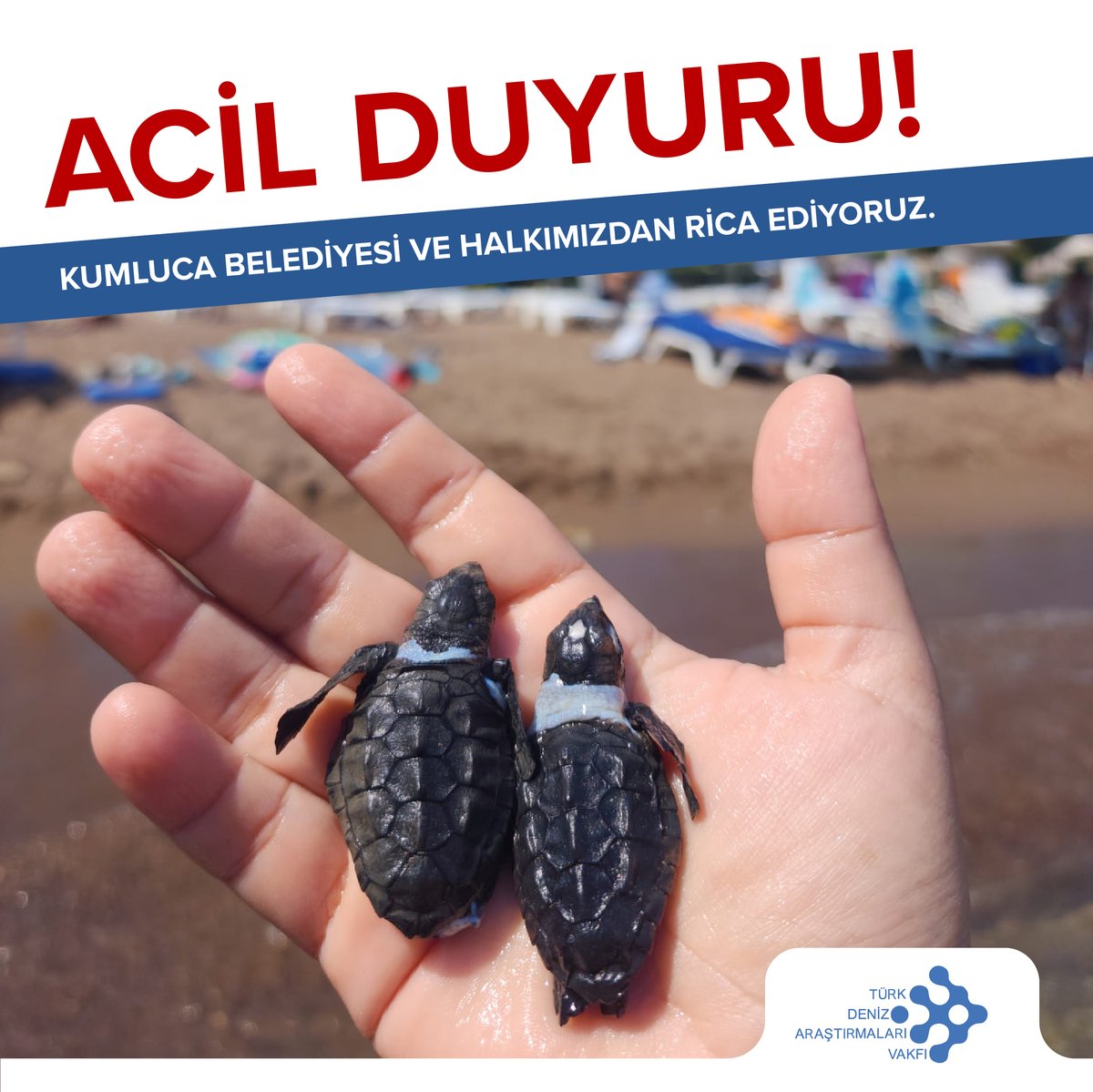 TÜDAV ACİL DUYURU Bize ulaşan bilgilere göre, Antalya Kumluca'da plajda kumsala yerleştirilen şezlonglar ve şemsiyelerin altında deniz kaplumbağası yuvaları bulunmaktadır. Dün akşam, bazı yavrular sahildeki yapay ışıkların etkisiyle ve kumsaldaki engeller nedeniyle yanlış yöne…