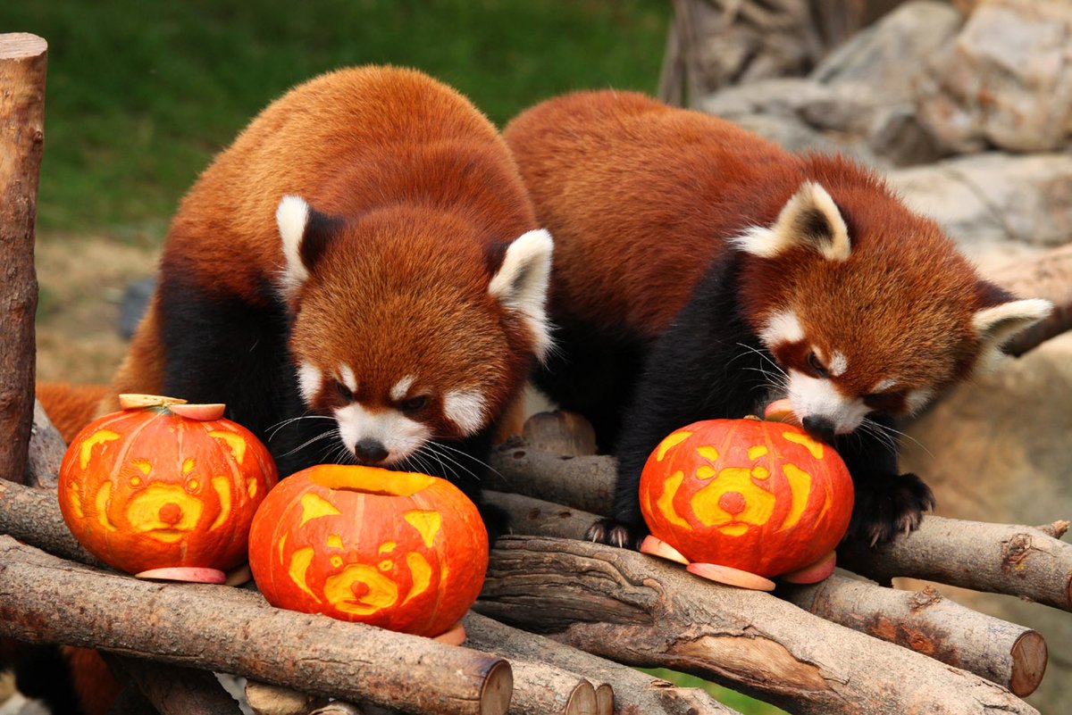 Red Panda Every Hour! (@redpandaeveryhr) on Twitter photo 