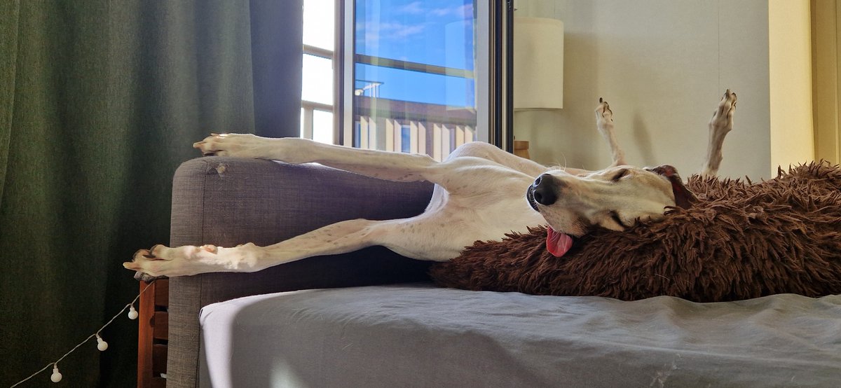 LifeAtGuerrilla's tweet photo. May the end of your week be as blessed as Chester's Friday vibes.

#PetsofGuerrilla https://t.co/3EmhEk9RyL