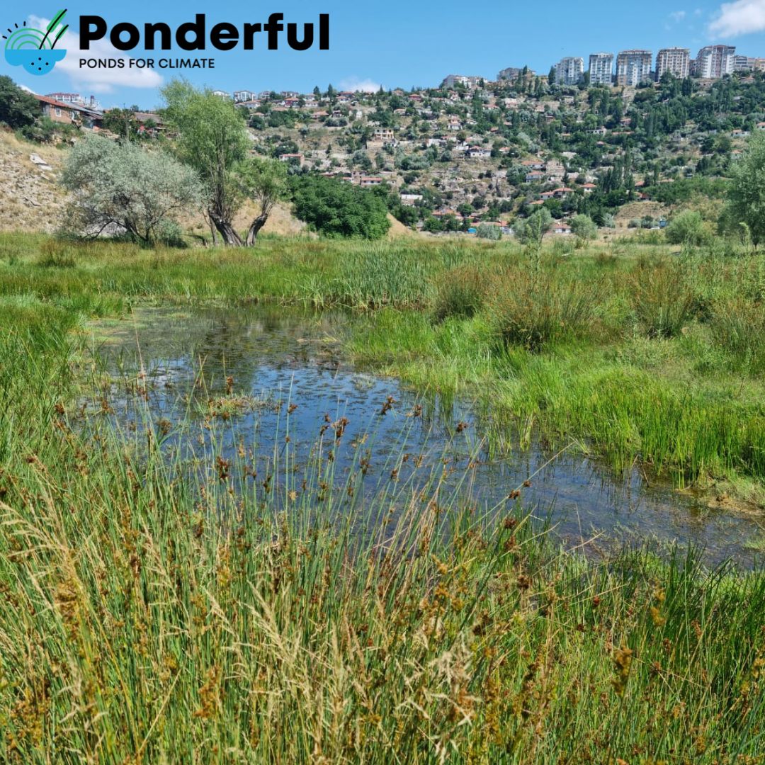 Ponderful tweet media