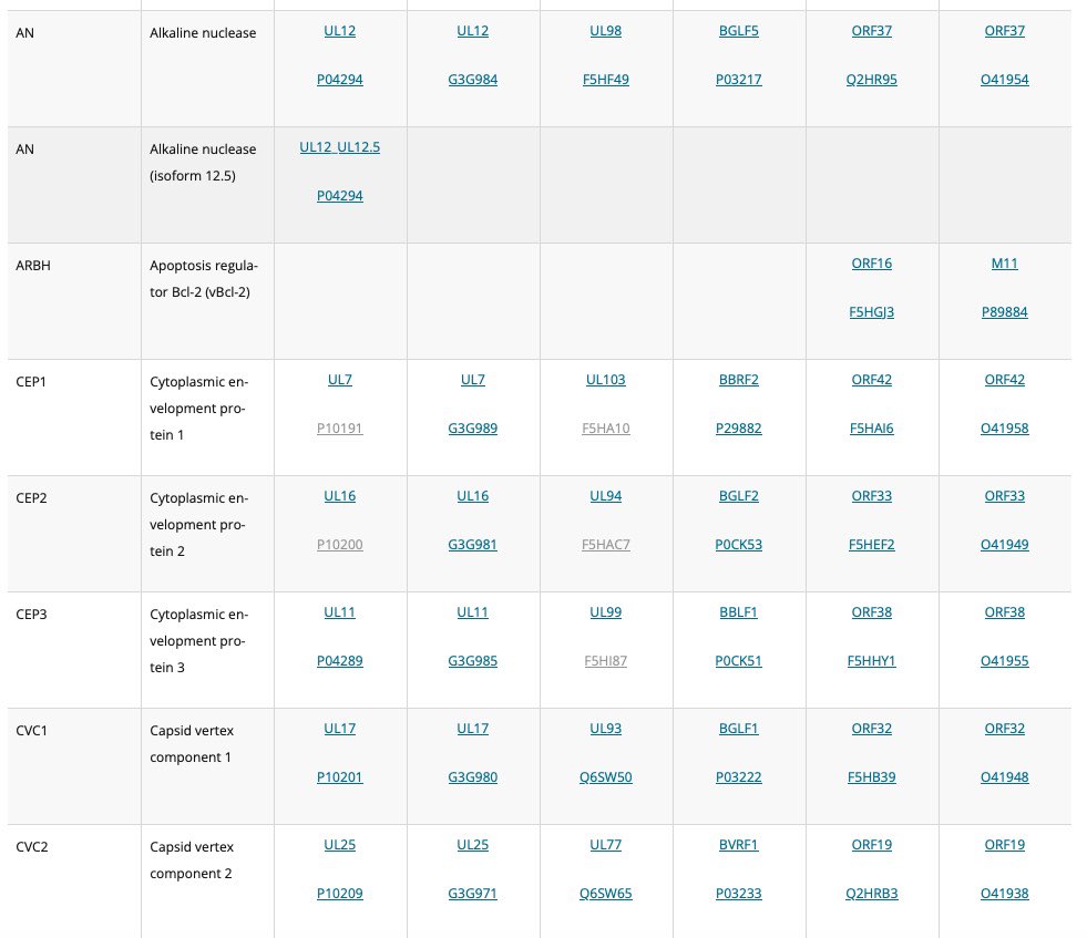 Have a look at the updated Bosse-lab.org/herpesfolds! We streamlined the table and annotated many more protein homologs, in part based on structure similarity. Isoforms are now also included. It’s the ultimate herpes cheat sheet! Let us now if we missed anything