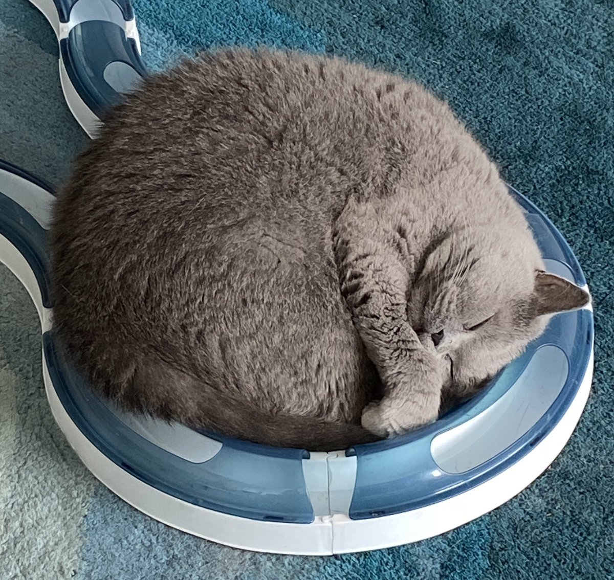 therandomswill's tweet photo. @Phil_Sledge Another big day for @RealLuciCat #CircleWork https://t.co/9D5EUxkNwm
