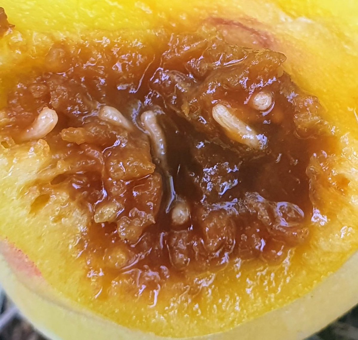 Mosca de la fruta #CeratitisCapitata.
✅Capturas de adultos muy elevadas
✅Riesgo de ataque en toda la fruta sin recolectar
✅Aplicar métodos biotecnológicos de control
✅Renovar tratamientos con frecuencia
✅Eliminar la fruta del suelo y el árbol tras la cosecha
#ATRIAs #Medfly