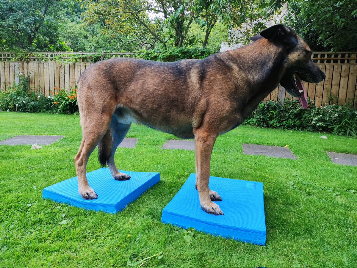 Just a quick spot of lunchtime physio in between showers, as you do. I'm sure it'll all be worth it when canicross season comes around again.

I think I might be addicted to the squeezy cheese that Dad uses to lead me round, though…