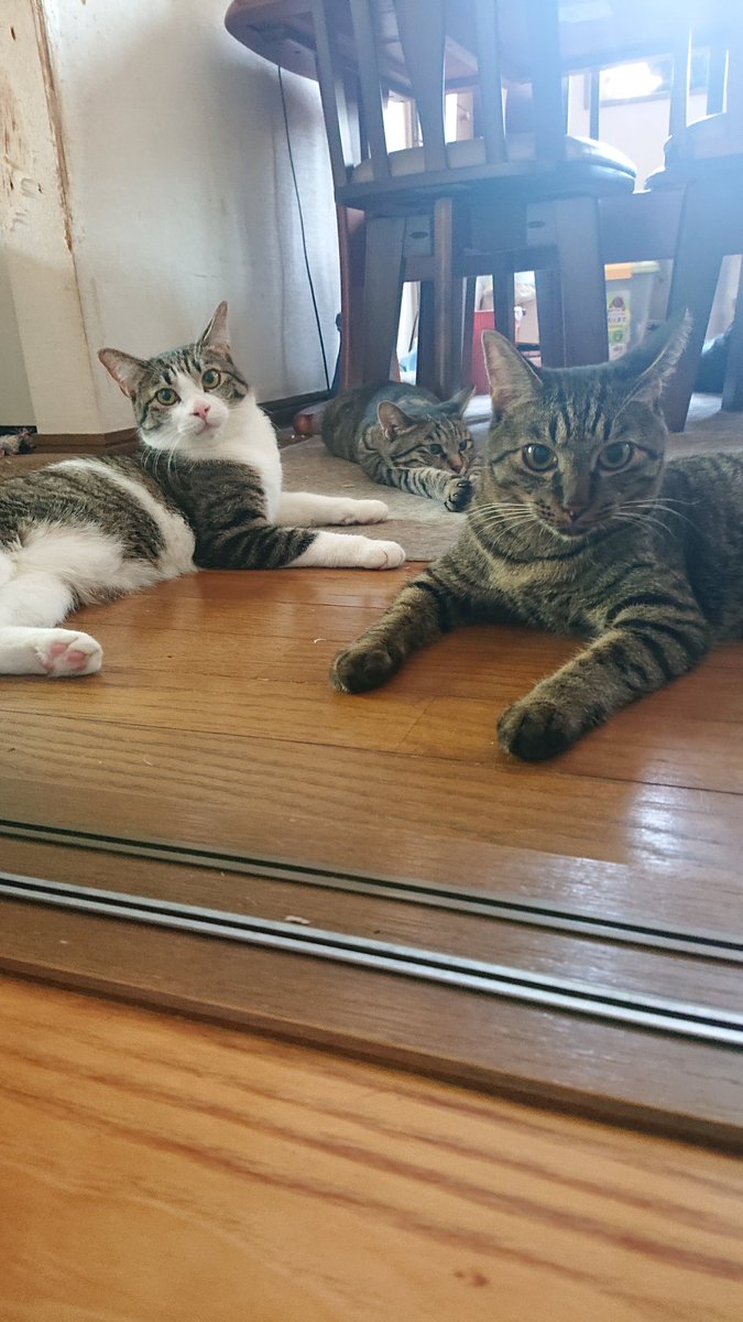 暑いのでみんな床
#猫のいるくらし 
#キジトラ猫