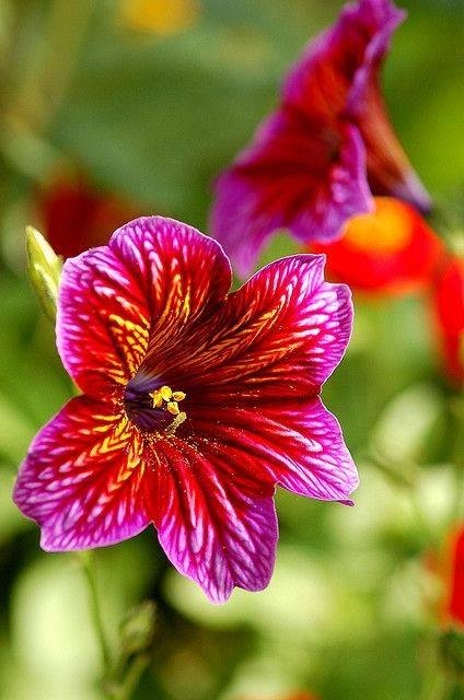 Anselmo14466476's tweet photo. Happy Friday 🌿💐🦋����🎈🥳🌻🌺😊 https://t.co/cboYmI2q7j