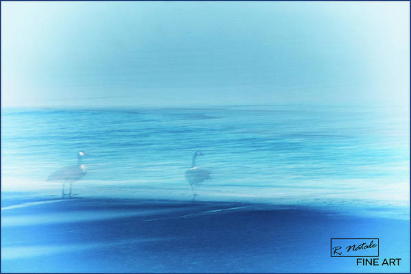 TLawren37609829's tweet photo. Geese at the Lake here: https://t.co/3GkDWGS3AS #NaturePhotography #icm #wildlife #geese #BuyIntoArt #AYearForArt #thingswithwings #Abstract #conceptart https://t.co/loqJnbb4cY