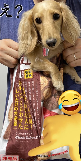 「男の子 柴犬」のTwitter画像/イラスト(新着)