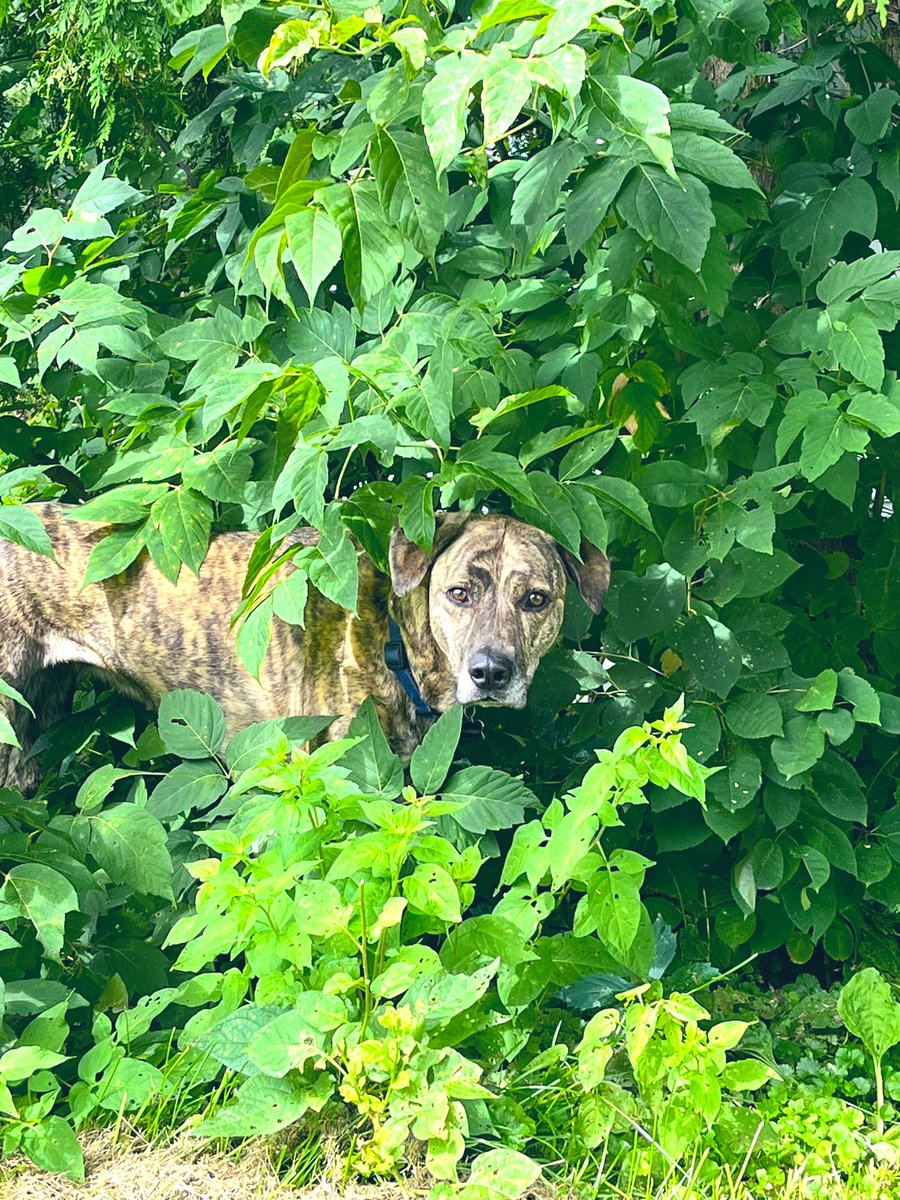 She doesn’t have quite the right camo pattern, but she’s trying. 😂 Good morning from Macey and I! #TGIF #MaceyBB