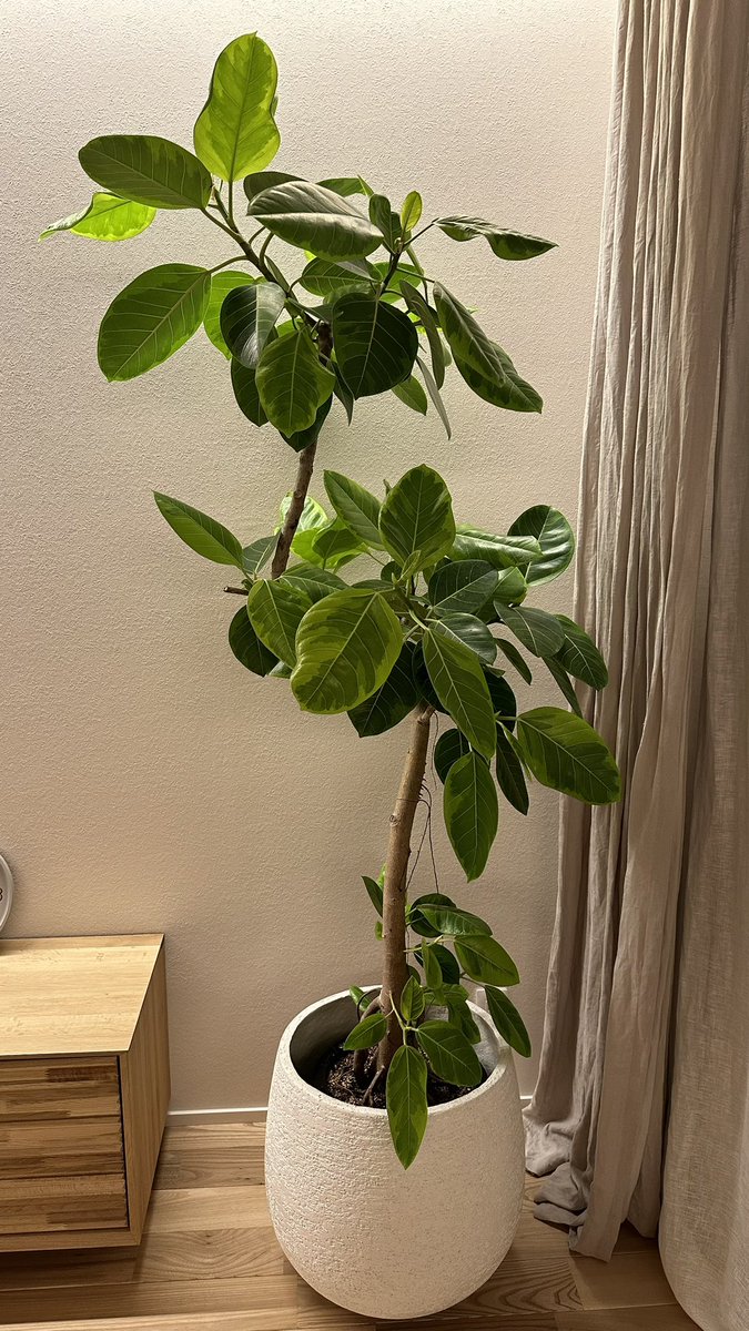 Re_Qoo's tweet photo. なんかすっごい成長した
葉っぱが倍くらいになっておる https://t.co/YdH317Rzfp