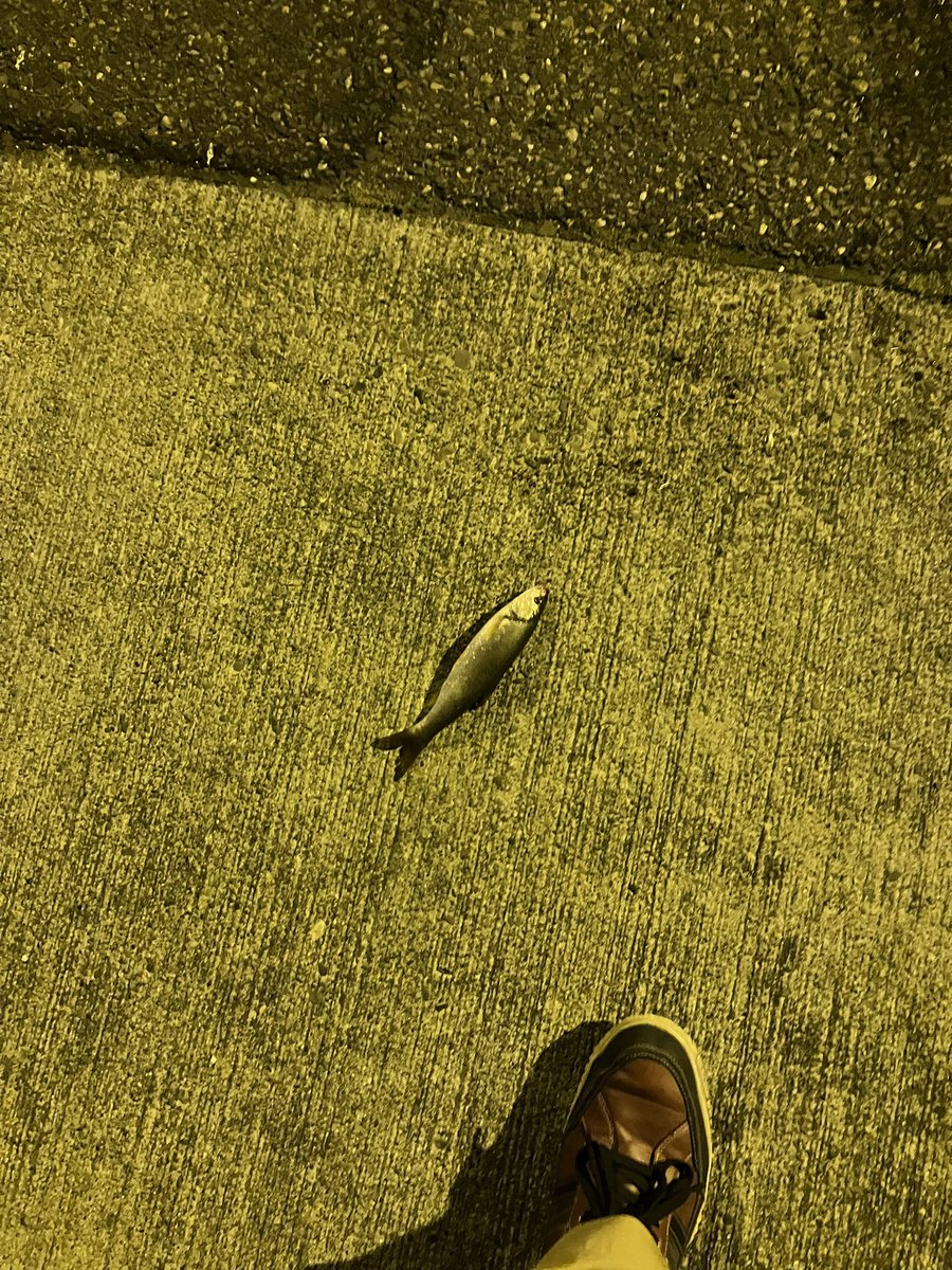 夜釣りよ今夜もありがとう