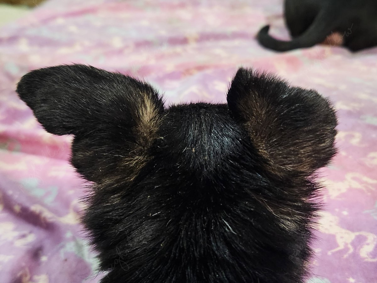 PugHollow's tweet photo. Sh!+-causing ears are loaded and ready to go for the weekend! #FabulousEarsFriday #TGIF #RottenDog https://t.co/H4JOweKVlg