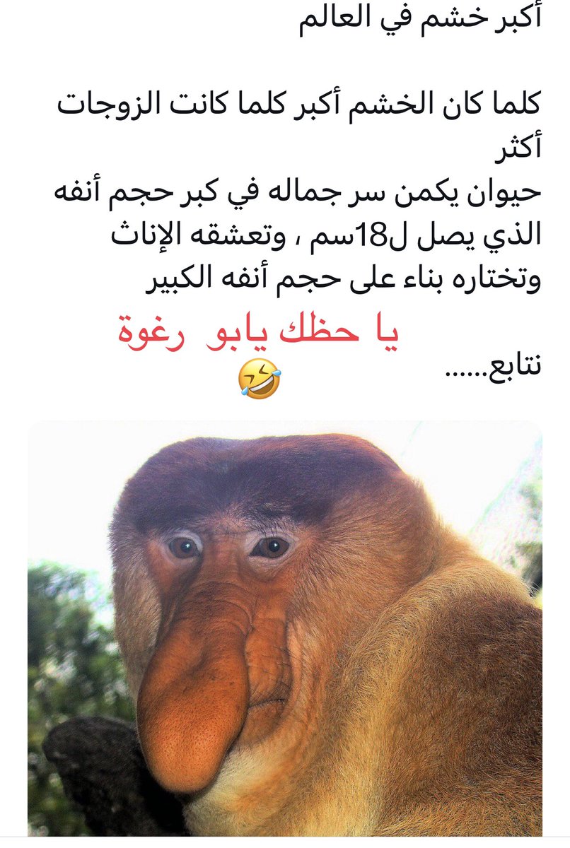 طررررررمبة🤣 tweet media