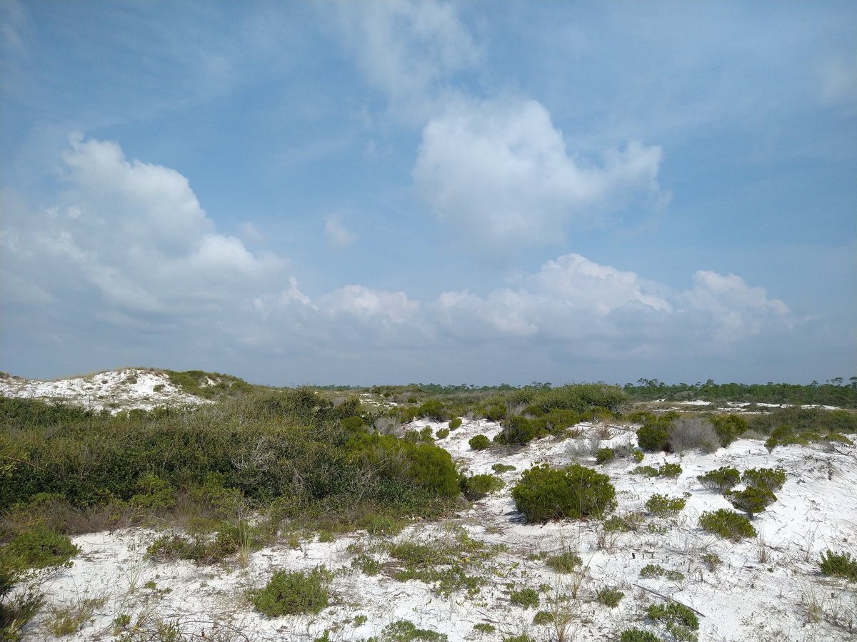 'I think we're alone now'
#photography #GulfIslands #pensacola #beach #Florida