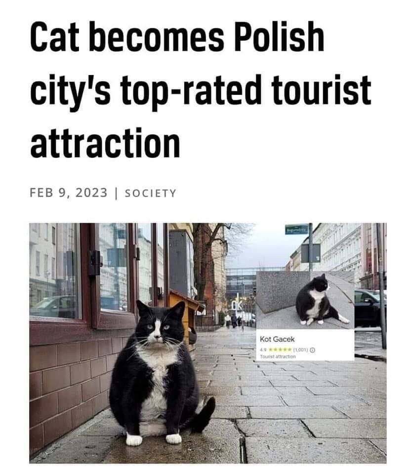 CatWorkers tweet picture