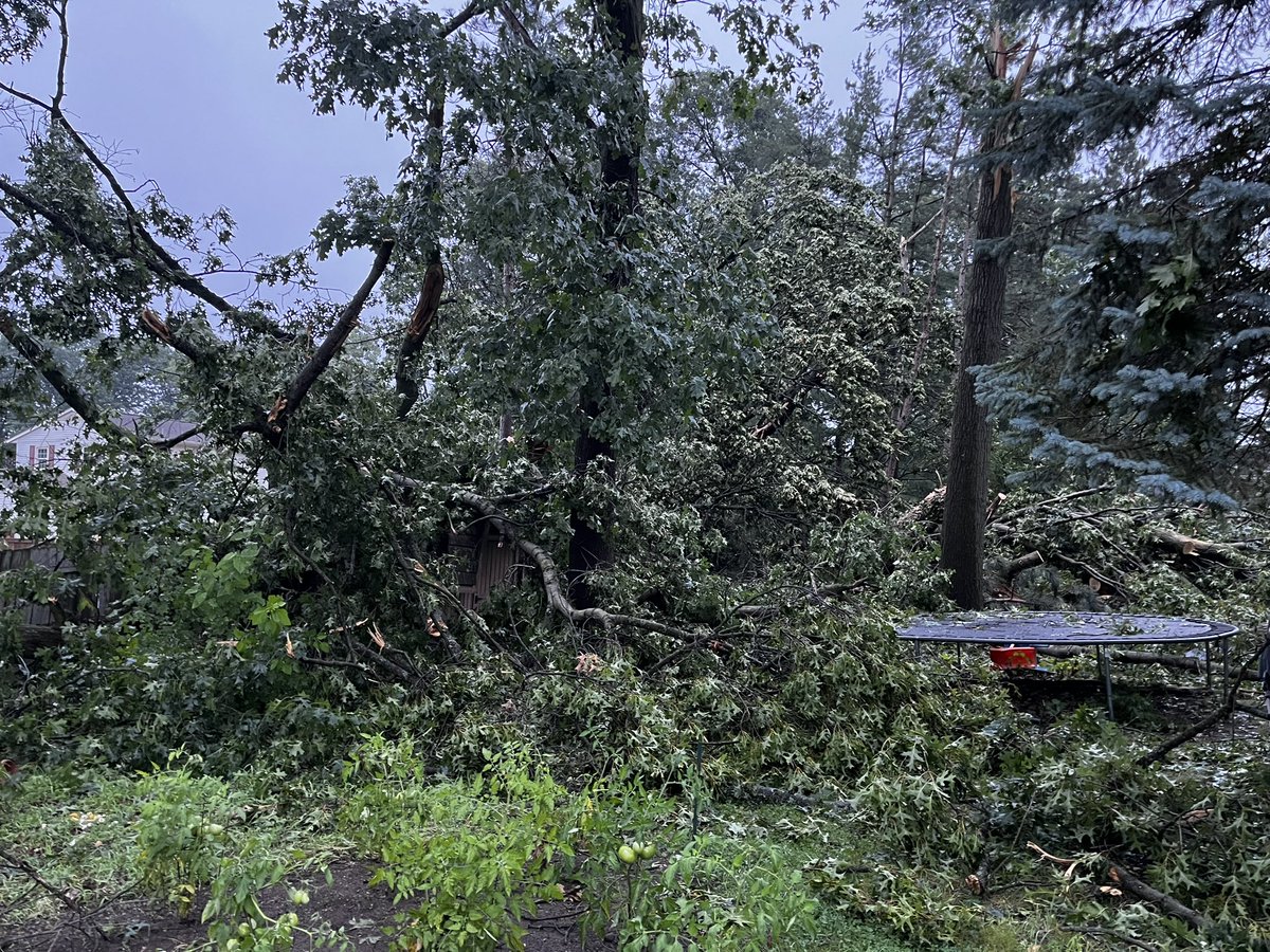 GeeInTheCity's tweet photo. Wow! Look at these trees that fell in Comstock Park. 
A woman who lives on Stony Creek Ave says her backyard looks like a jungle now. 3 trees fell on her roof, leaving all of this. 
Just around the corner this large tree uprooted from the ground - causing maybe a 5ft deep hole. https://t.co/7gnYzlqOMU