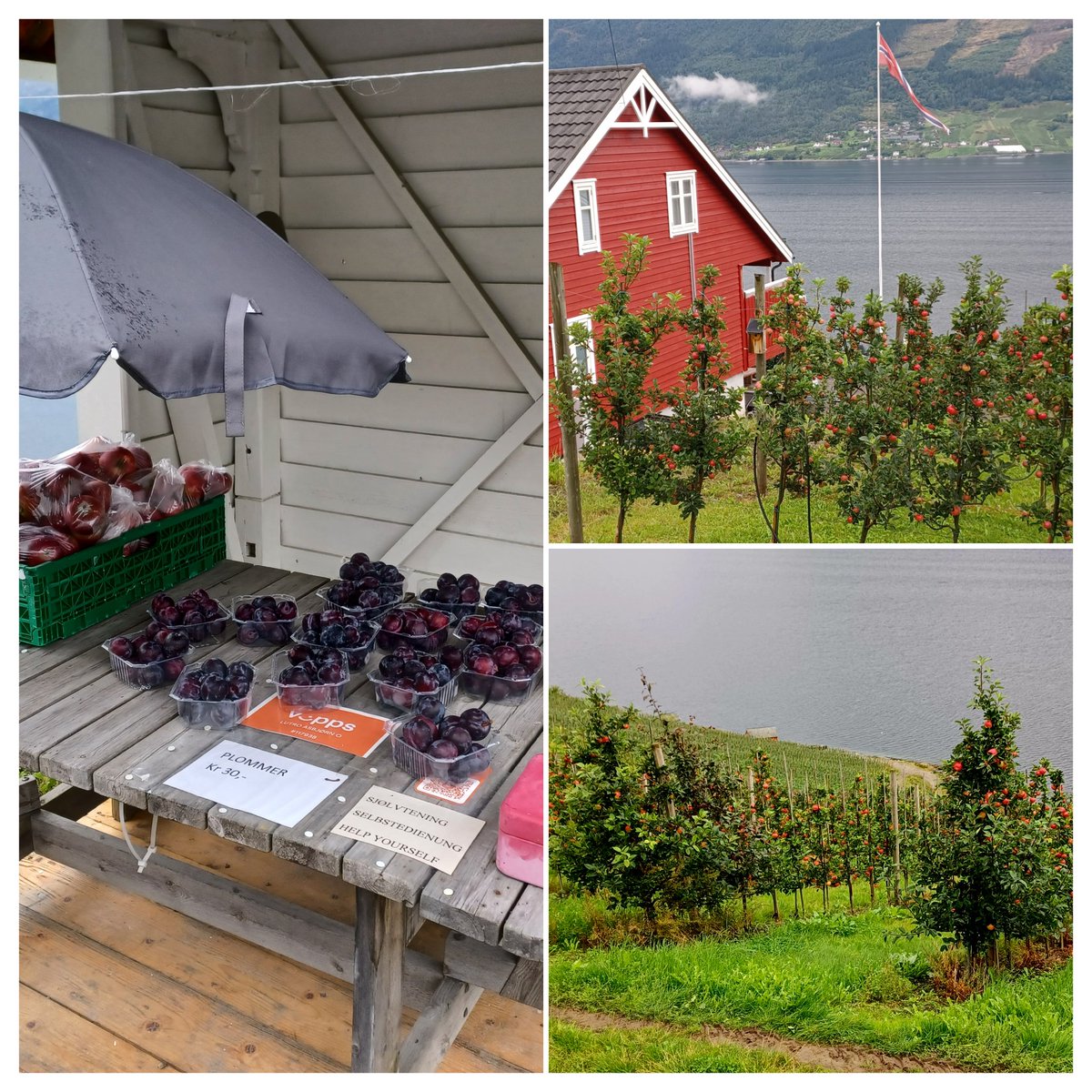 La corrente del Golfo l'onestà di chi coltiva frutta lungo
 l' Hardangerfjord

📷 #MyNorth