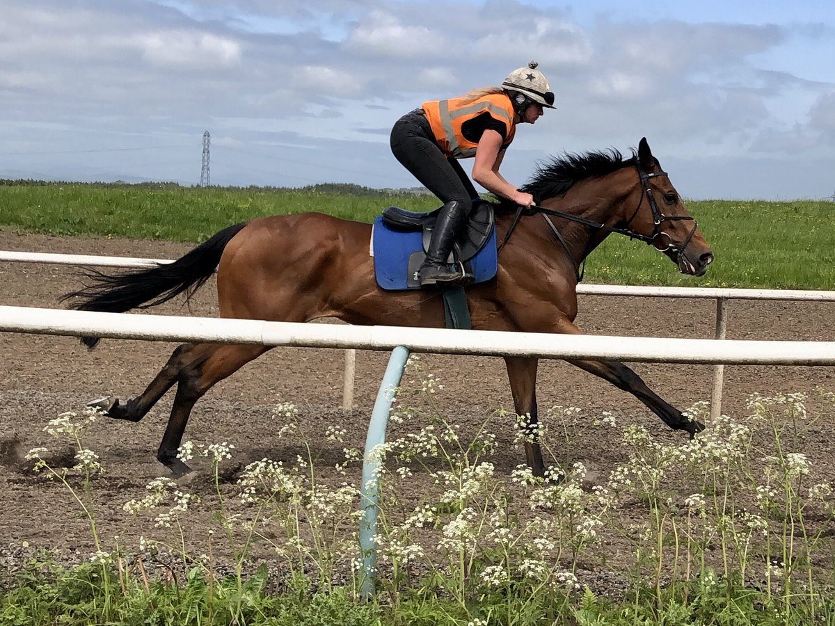 It’s Lanark Silver Bell Night @HamiltonParkRC & we have 5 runners including 3 in the big race! Scott & @jimmyfyffe’s Geremia(pictured), Sir Chauvelin & Faylaq go, @PMulrennan, William Pyle & @_MarkWinn ride!