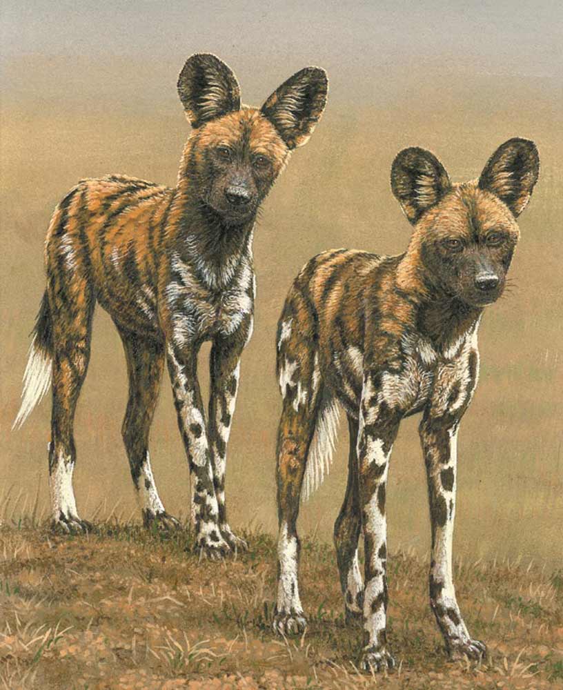 Happy World African Painted Dog Day 🐕
This painting was inspired by wild dogs in Tanzania 🎨🖌

#worldpainteddogday #wilddogs #africanwilddogs