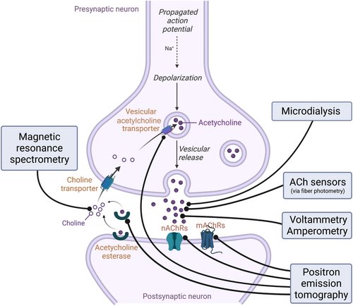 How can we measure acetylcholine levels in vivo? Discussion of old and new approaches. 
<a href="/MarinaP63/">Marina Picciotto</a> 
doi.org/10.1111/jnc.15…