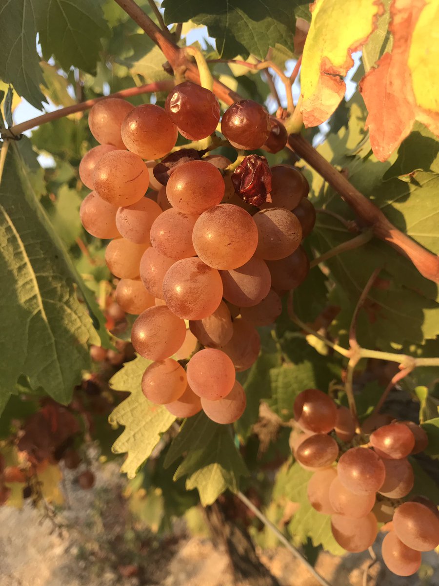 TeiaG2012's tweet photo. Controls de maduresa en #vinyes q tenen diverses varietats de raïm, avui 👉🏾 #moscats: els ceps es van plantar barrejats i és important trobar una característica distintiva de cada una x mostrejar-ho correctament x separat: fulla, color i mida del gra… #moscat de gra roig 👇🏽👇🏽 https://t.co/30tSlNuniX