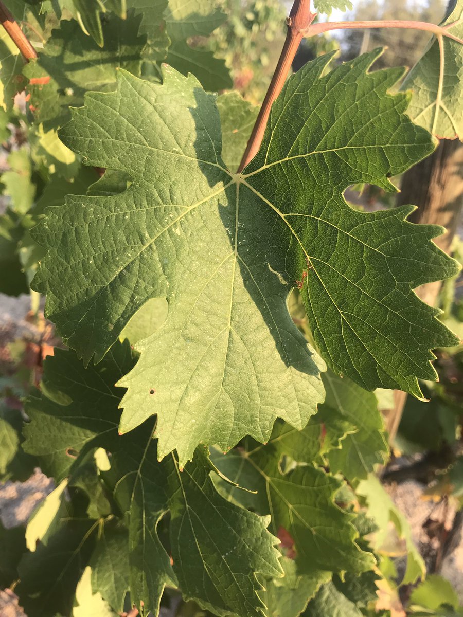 TeiaG2012's tweet photo. Controls de maduresa en #vinyes q tenen diverses varietats de raïm, avui 👉🏾 #moscats: els ceps es van plantar barrejats i és important trobar una característica distintiva de cada una x mostrejar-ho correctament x separat: fulla, color i mida del gra… #moscat de gra roig 👇🏽👇🏽 https://t.co/30tSlNuniX
