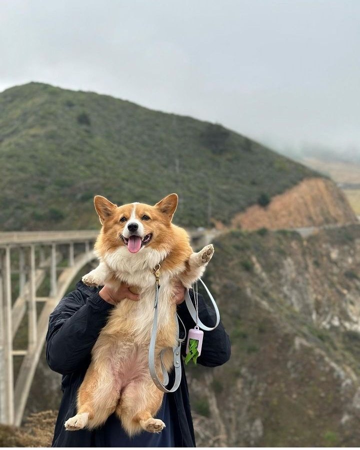 So cute..
.
.
.
#corgi #corgipuppy #corgination #corgilife #corgicommunity #corgis #corgibutt #corgigram #corgiaddict #corgiplanet #corgilove #corgifeed #corgipuppies #corgistation #corgioftheday #corgirules #corgiears #corgimix #corgidaily #corgilovers #dogsoftwitter