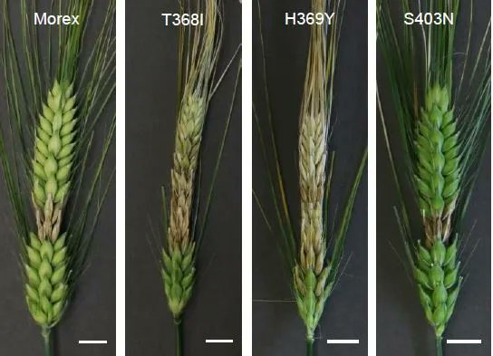 UDP-glucosyltransferase HvUGT13248 Confers Type II Resistance to Fusarium graminearum in barley (Gerit Bethke, Yadong Huang, Goetz Hensel, Shane Heinen, Chaochih Liu, Skylar R Wyant, Xin Li, Maureen B Quin, et.al.) buff.ly/3qNk8M8 <a href="/PeterLMorrell/">Peter L. Morrell</a> <a href="/ASPB/">ASPB</a>