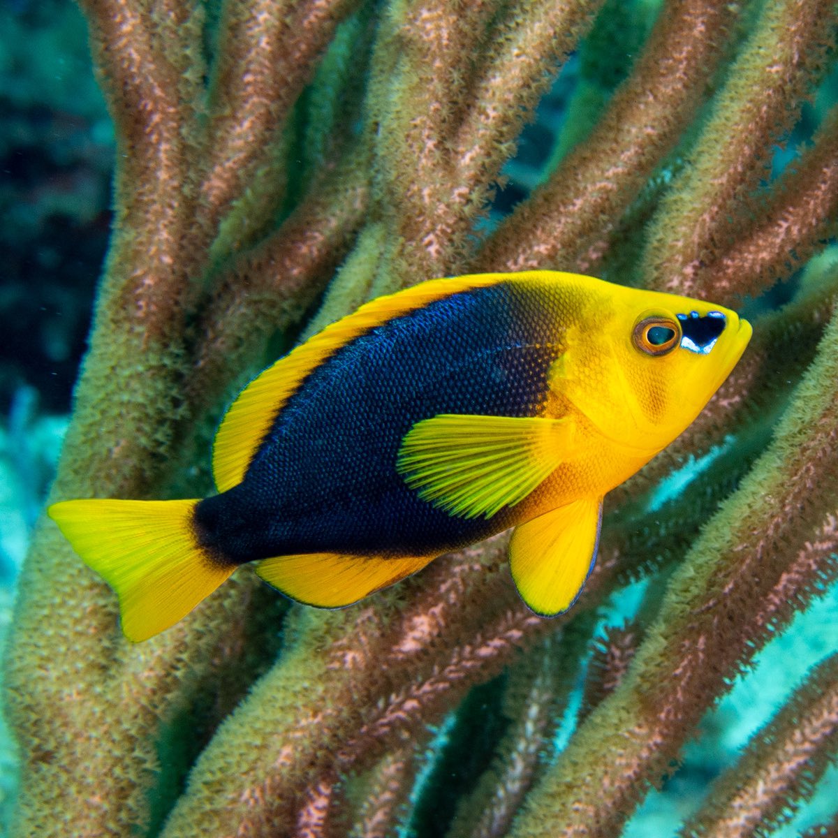 CoralReefFish's tweet photo. I dove a lot in the Caribbean, but oddly enough had never photographed a Shy Hamlet (Hypoplectrus guttavarius). So finally got a good picture of one hare in Cancun! Such an interesting group of fishes… #ichthyology https://t.co/lItKyuXrLp