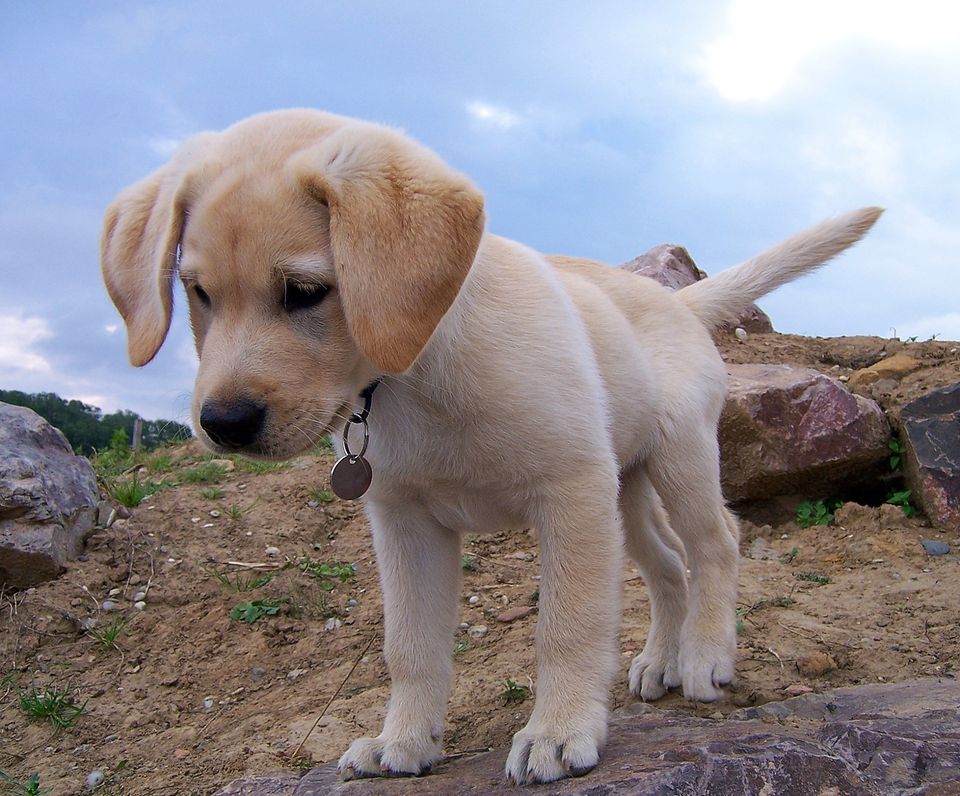 _
Ocho datos científicos sobre los perros.

1. ¿Cuántas palabras entiende?

Los perros son capaces de comprender más de 160 palabras. Incluso, en algunos casos, hasta 200 vocablos.

2. Visión nocturna.

Los perros son caces de ver en la oscuridad, gracias a la estructura tapetum