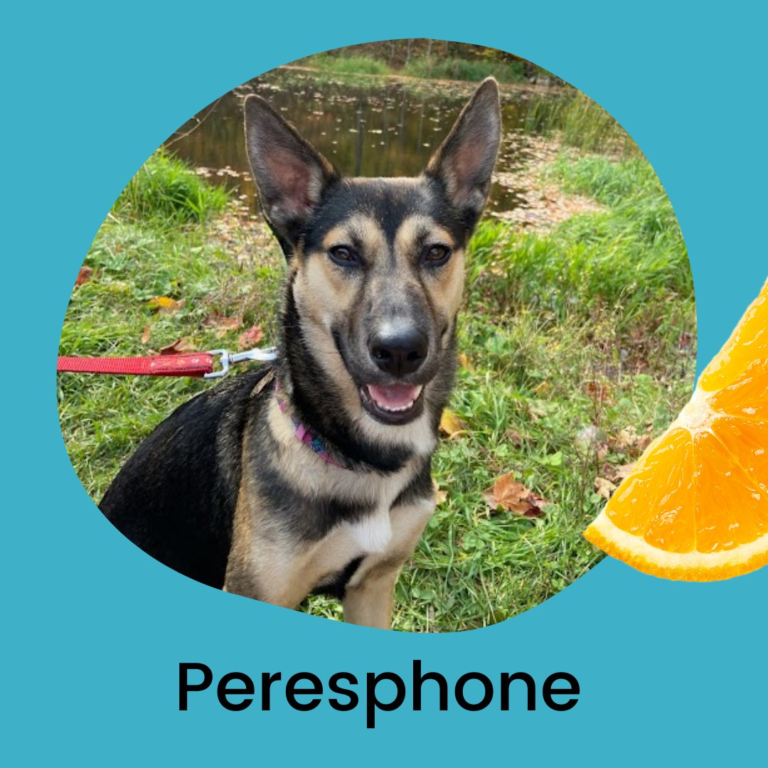 FreshLegalTeam's tweet photo. Tomorrow is National Dog Day! It's the perfect time to introduce you to our office pups. Try to guess who belongs to who, and let us know which dog should be our Chief Barketing Officer! https://t.co/f7pRmD6g26