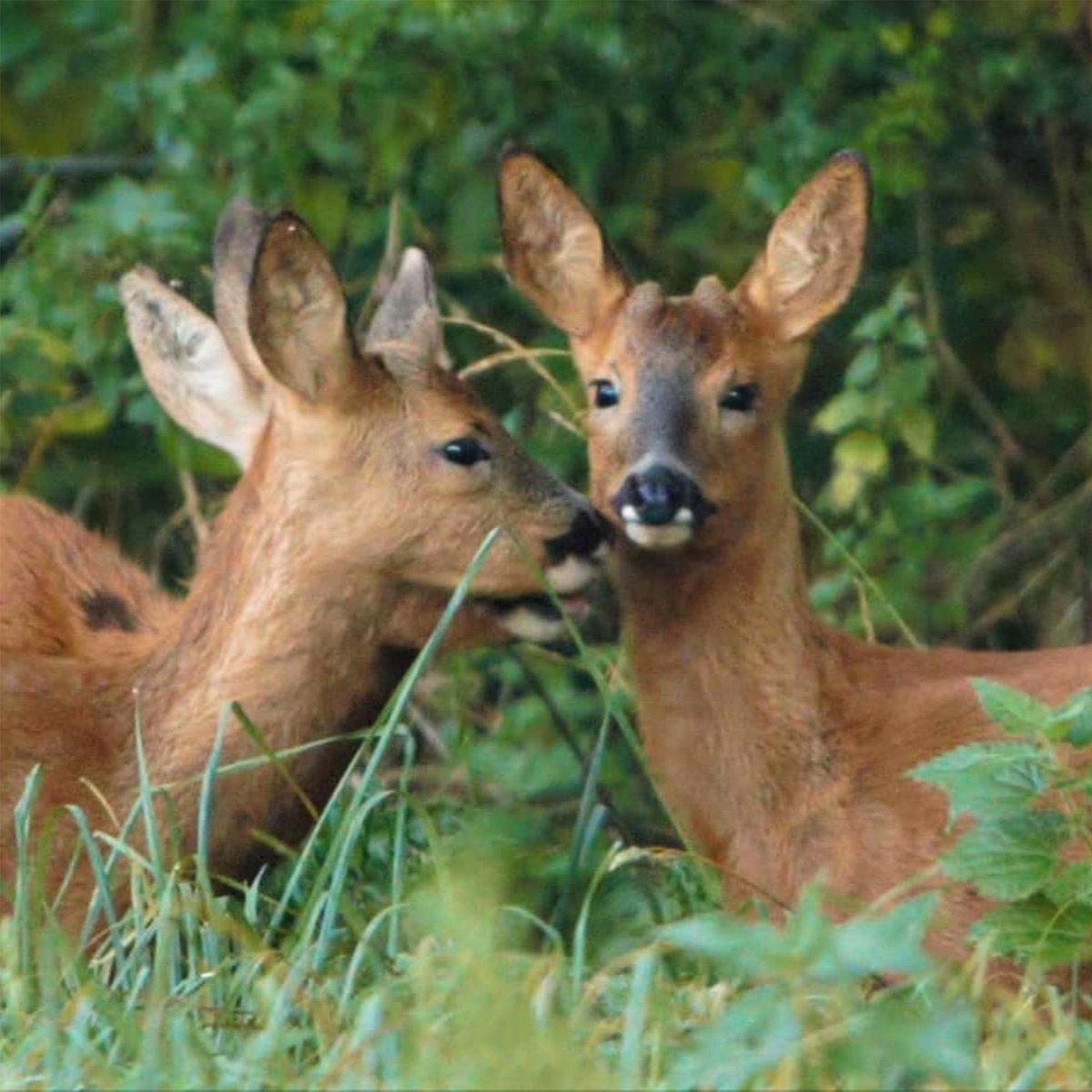 bossingtonest8's tweet photo. Have a superb bank holiday weekend all! From our 🦌 friends over at Bossington Estate.

📸 Matt Hodder

#deer #roe #bossington #buttonbuck #buck #hampshire #stockbridge #bossingtonestate #wildlife #photography https://t.co/aLin0CpnXz
