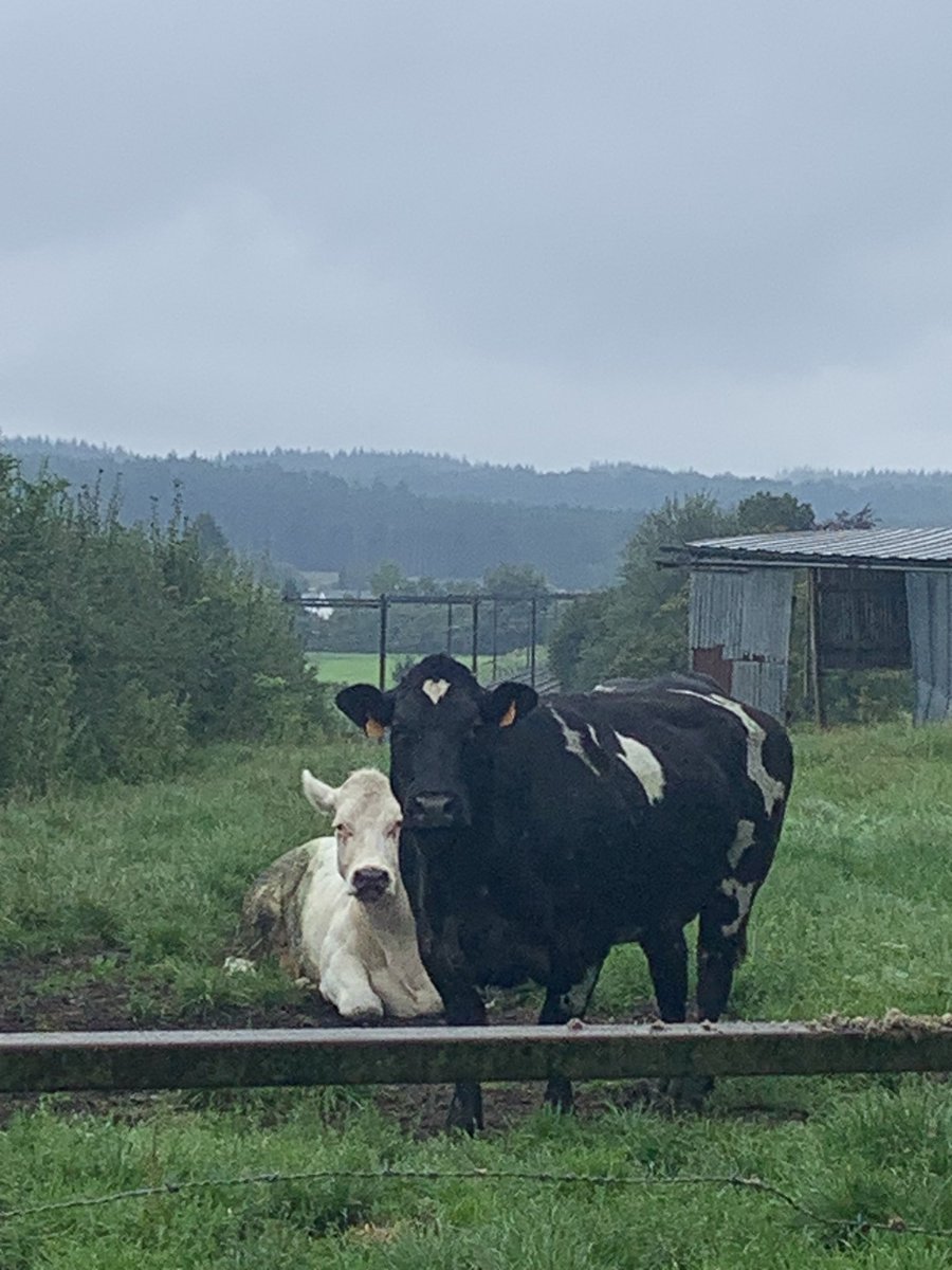 stefanisslave's tweet photo. j’ai croisé une vache avec un coeur sur le front en rentrant https://t.co/9yz0RLgBn8