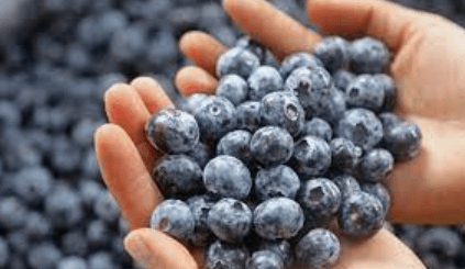 NNnadramija's tweet image. En 2010, Perú prácticamente no exportaba arándanos.

En 2021, Perú exportó US$ 1,420M (27,7% de exportaciones mundiales).

🇵🇪 Perú es el primer exportador mundial de arándanos seguido por 🇨🇱 Chile.