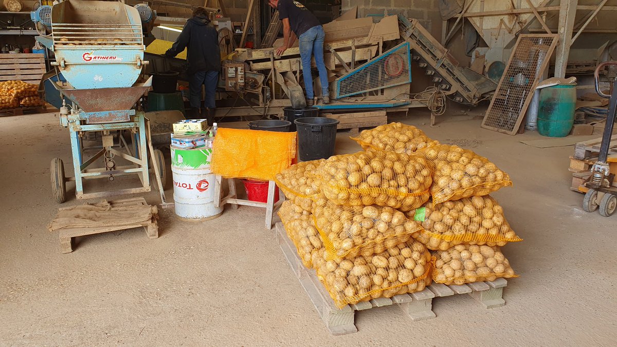 agri_zoom's tweet image. Les premières de l'année !
Ne vous jetez pas dessus, première vente le 1er septembre à la ferme !
#ventedirecte 

Clin d'œil à @Yannzerodeux il est tjs là !